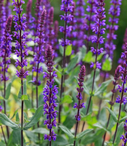 Salvia nemorosa 'Caradonna'